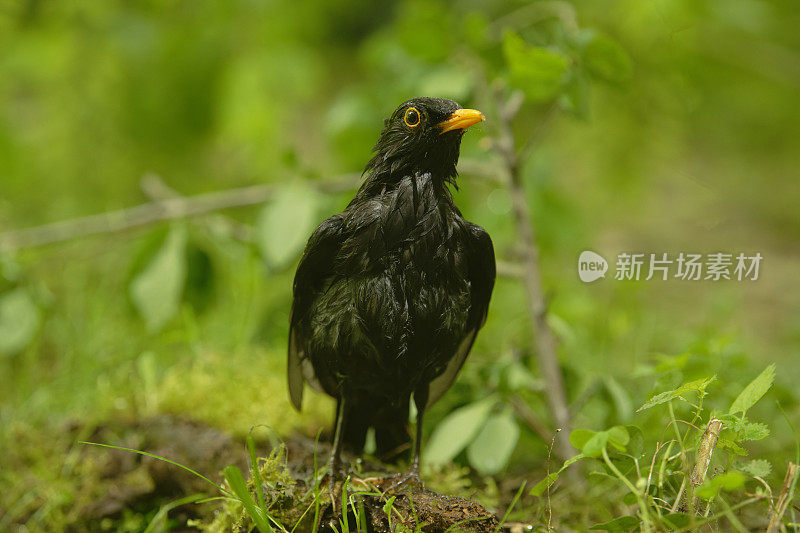 黑鸟(Turdus merula)